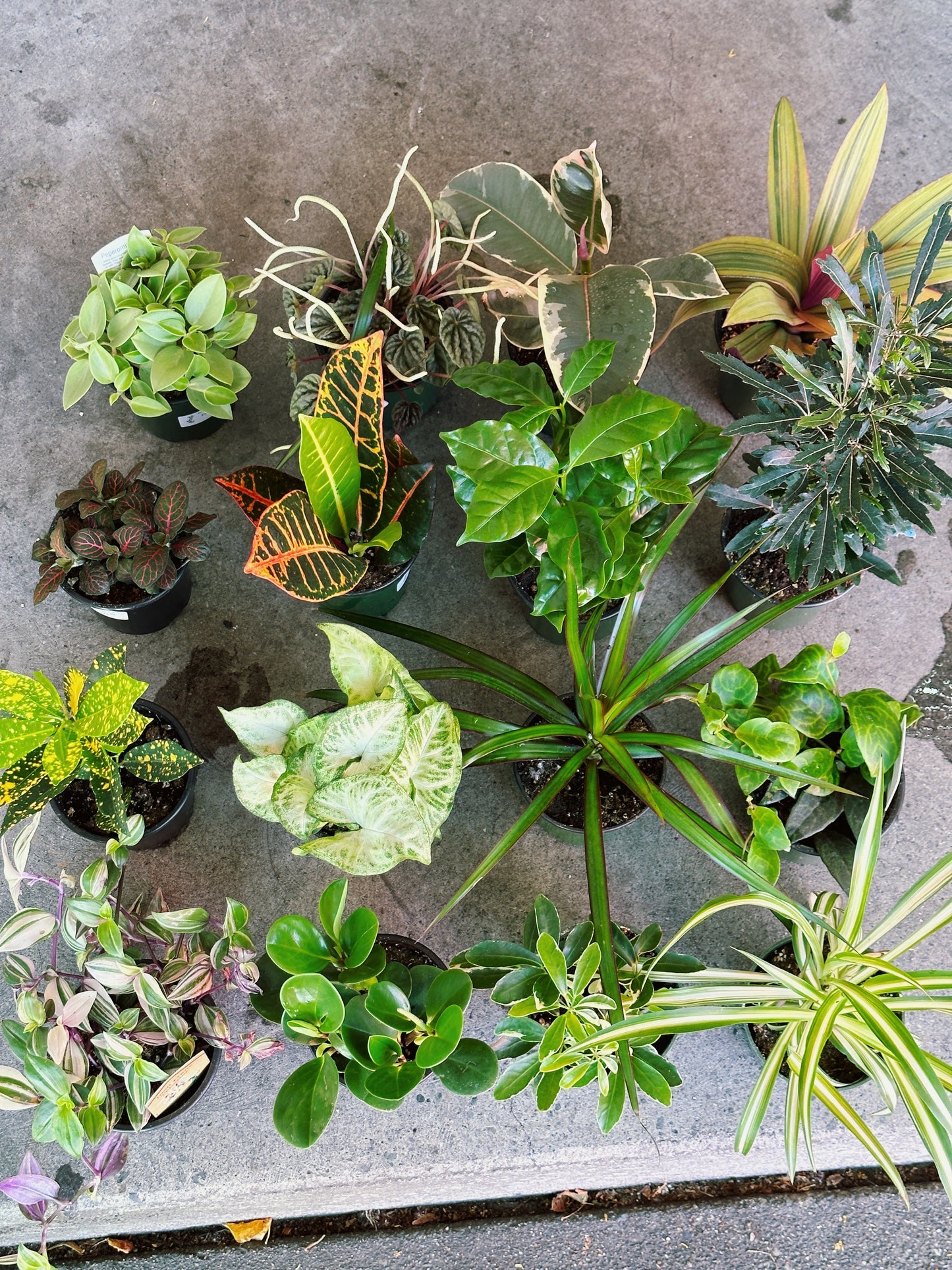 4” Tropical Plants